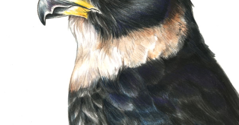 Portrait illustration of the head and upper body of a Bat Falcon