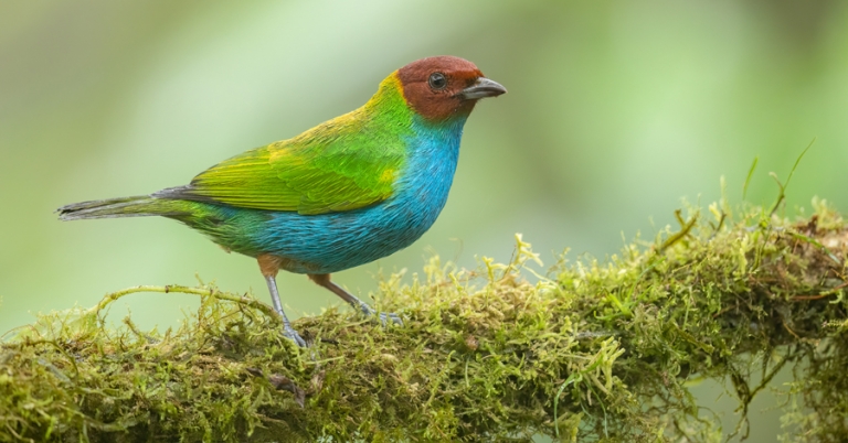 Bay-headed Tanager perched on a branch