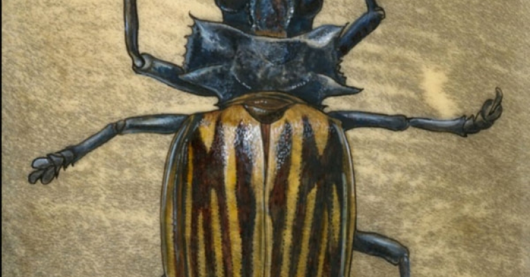 Illustration of a beetle with a striped carapace and large mandibles