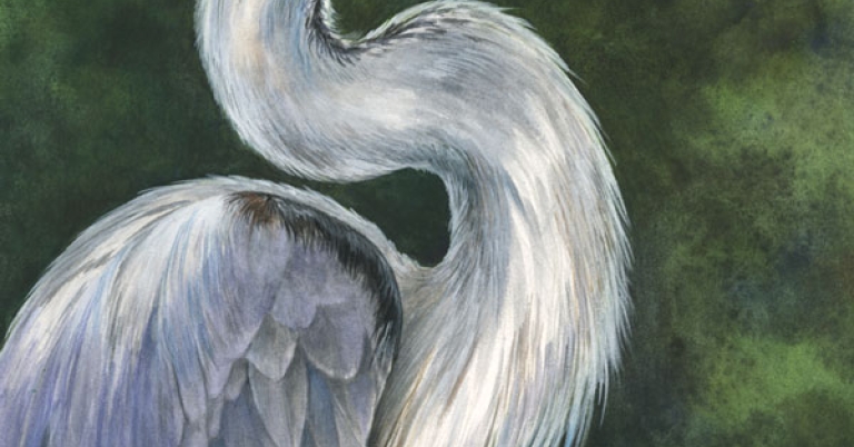 Portrait illustration of the head and upper body of a Great Blue Heron