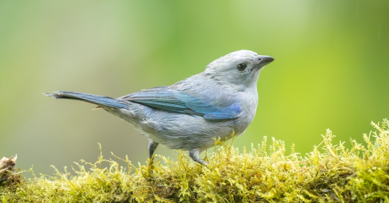 Blue-gray Tanager perched on a branch