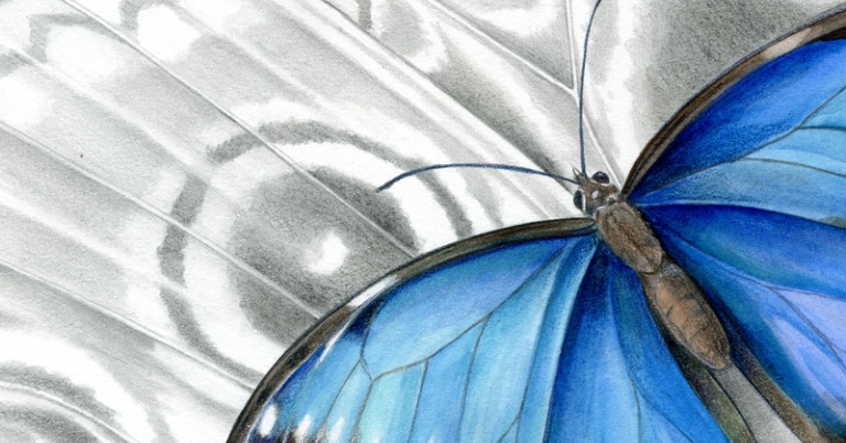 Illustration of a blue morpho butterfly against the backdrop of a close-up wing detail