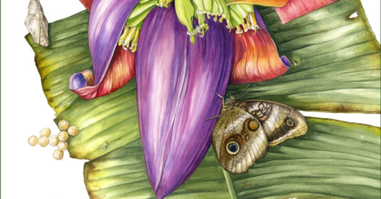 An illustration of the life stages of a butterfly (eggs, chrysalis, and adult male and female) against the backdrop of a banana leaf and blooming banana flower