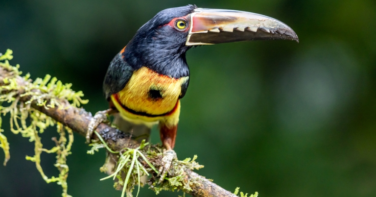 Collared Aracari perched on a branch