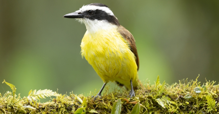 Great Kiskadee perched on a branch