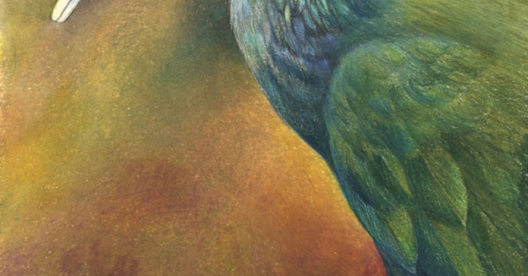 Side profile illustration of a Green Ibis