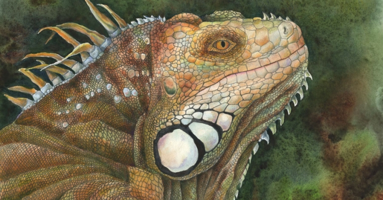 Illustration of a green iguana head in profile