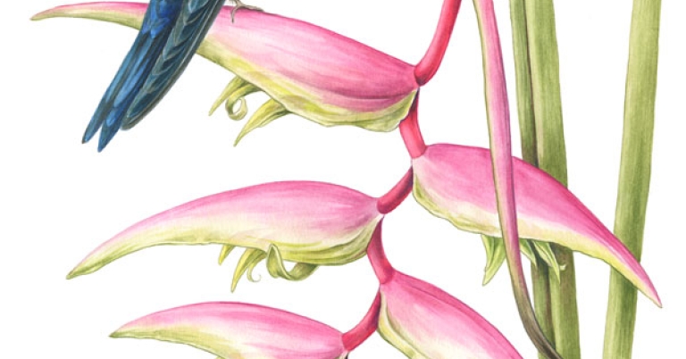 Illustration of a hummingbird perched on the bract of a heliconia