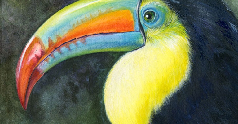 Side profile iIllustration of a Keel-billed Toucan head and upper body