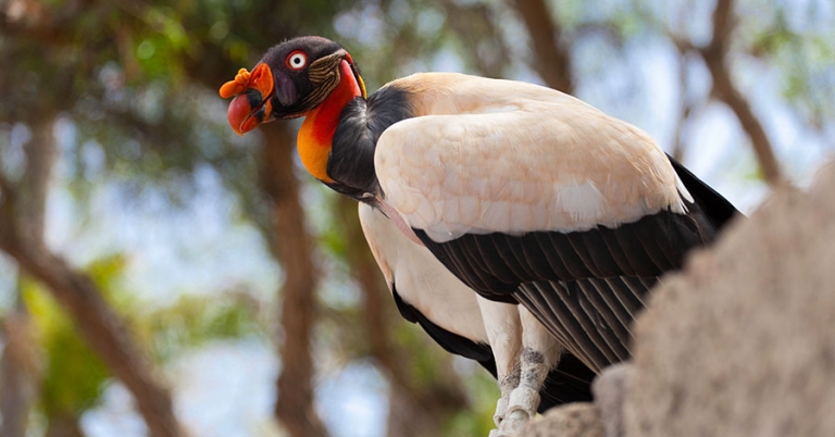 A King Vulture perches on a rocky foreground with trees in the background