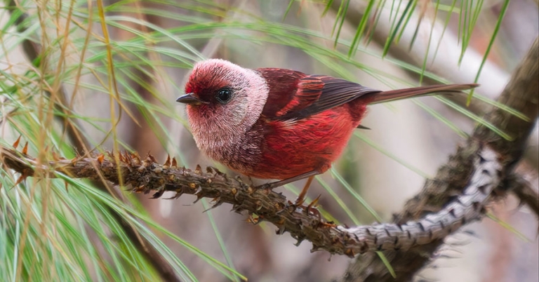 A Pink-headed Warbler perches on a small branch