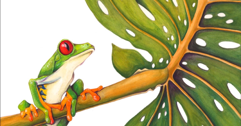 Illustration of a red-eyed tree frog sitting on the stem of a monstera leaf
