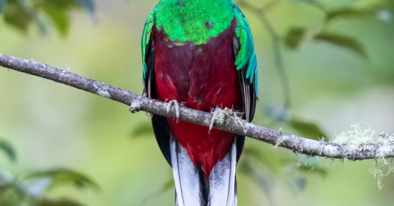 Resplendent Quetzal perched on a branch