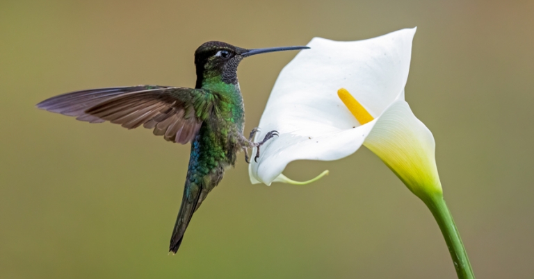 Rivoli's Hummingbird perched on a branch