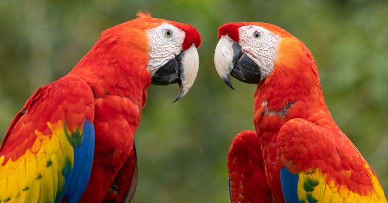 Scarlet Macaws facing each other
