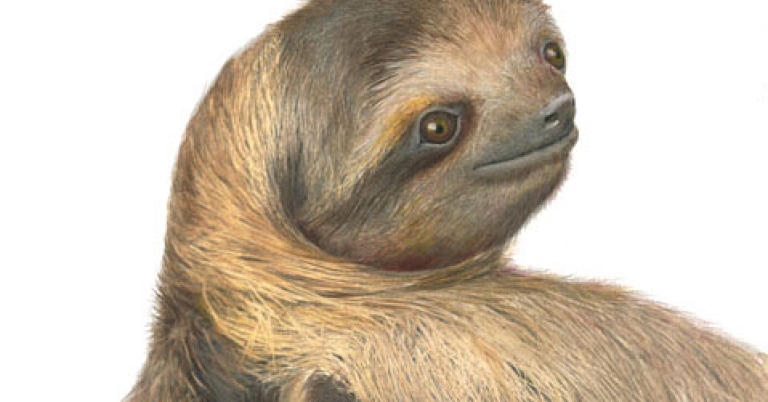 Portrait illustration of a three-toed sloth looking over its shoulder