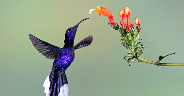 Violet Sabrewing feeding on a flower