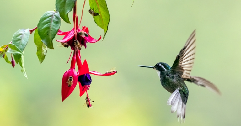 White-throated Mountain-gem feeding on a flower
