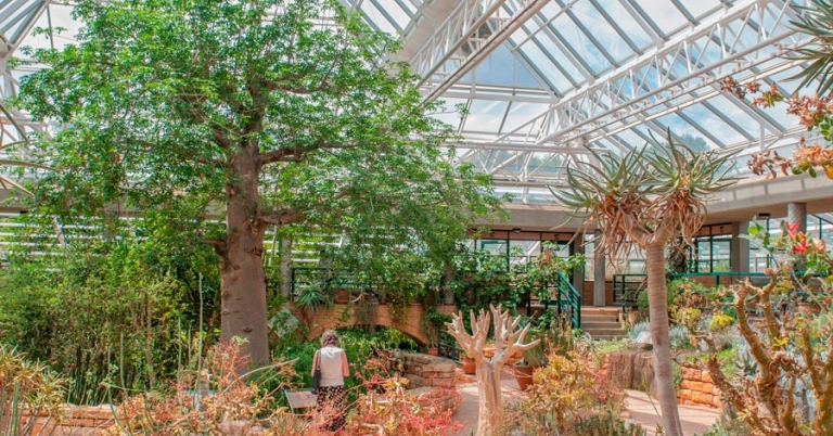 View of the inside of a large greenhouse with trees and plants inside