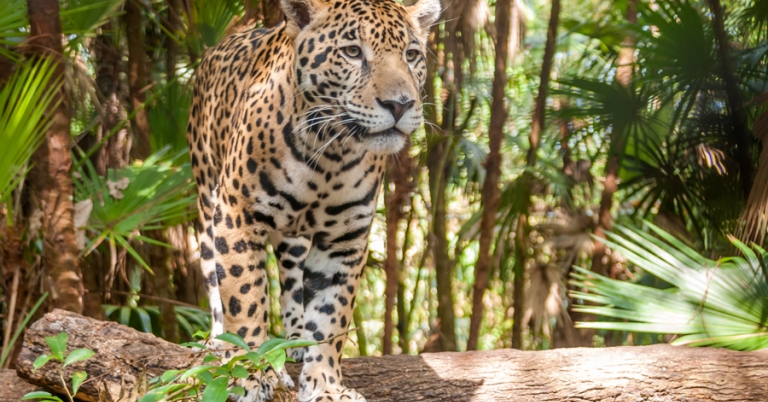 Jaguar walking in the jungle