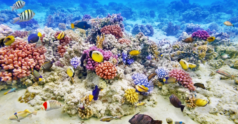 Underwater views of fish and coral in the Belize Barrier Reef