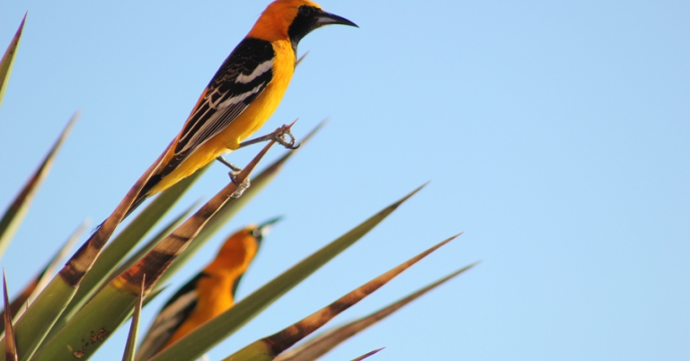Streak-backed Oriole perched on a branch