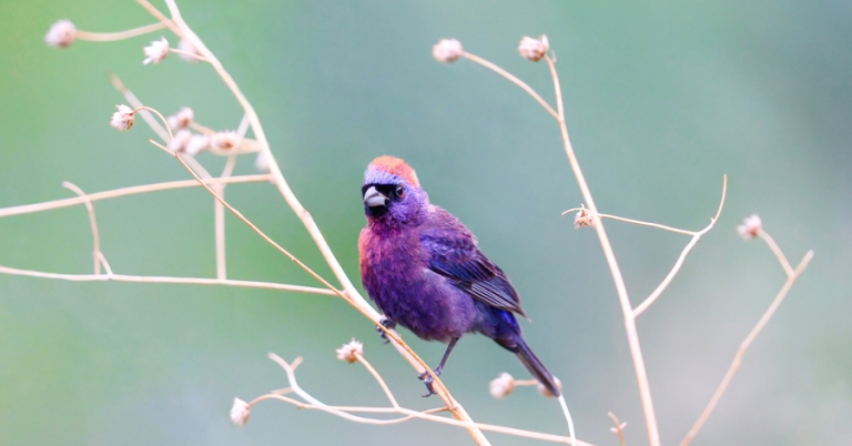 Varied Bunting perched on a branch