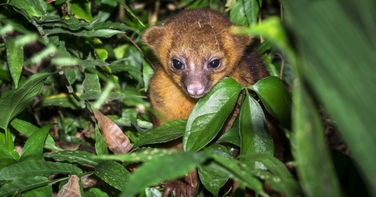 Young Kinkajou among the foliage