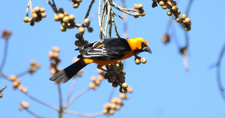 An Altamira Oriole perches sideways on the end of a small branch