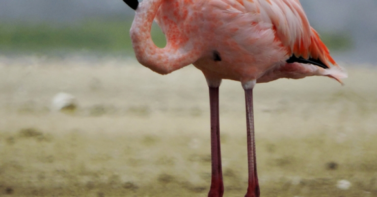 American Flamingo in Colombia