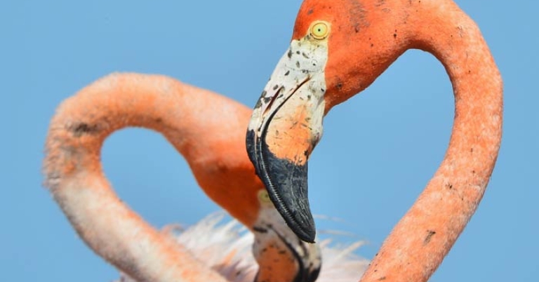 two flamingos cuddling
