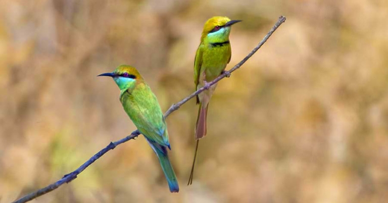 Two Asian Green Bee-Eaters perch next to each other on a small branch