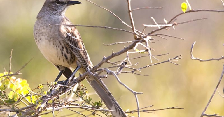 bird perched on a branch