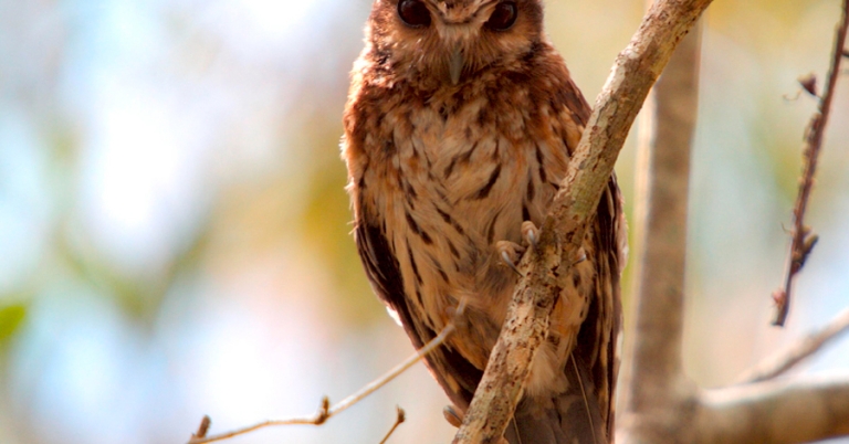 Bare-legged Owl perched on a branch