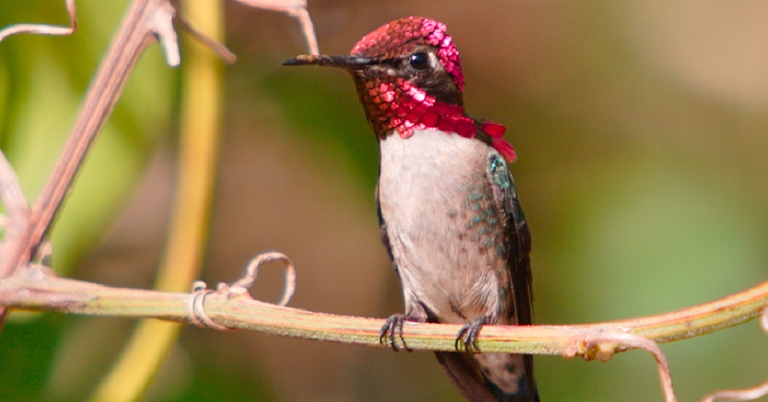 Bee Hummingbird perched on a branch