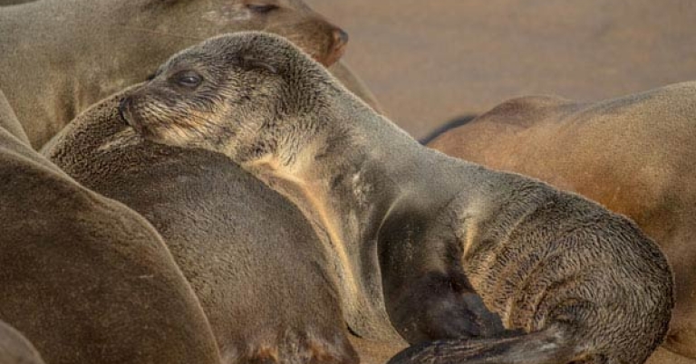 Close-up of a fur seal pup resting among other fur seals