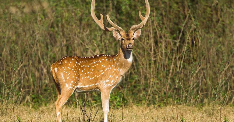 A chital, or spotted deer, with large antlers stands in a grassy area