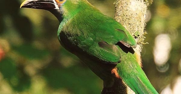 bird perched on a branch