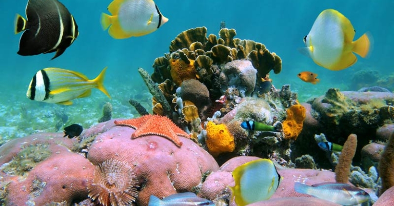 underwater photo of fish and coral
