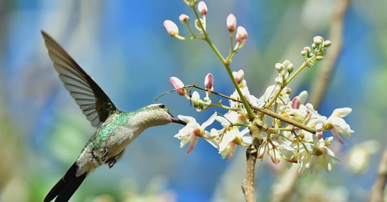 bird feeding from pink flower