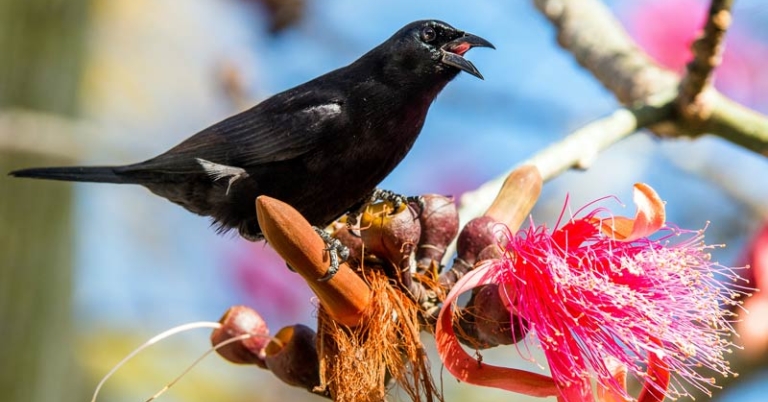 bird perched on a branch