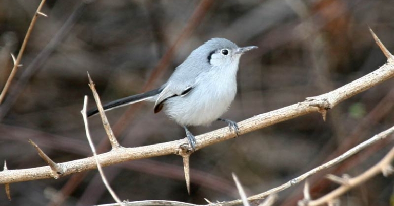 bird perched on a branch