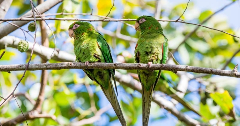 two birds sit next to eachother on a branch