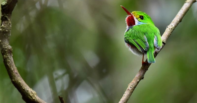 Bird sitting on tree branch