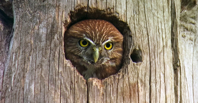 An owl pokes its head out of a hole in a tree trunk