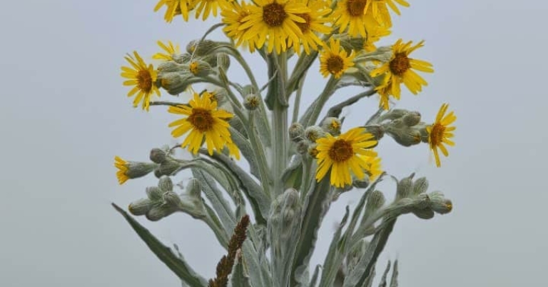 close-up image of flowers