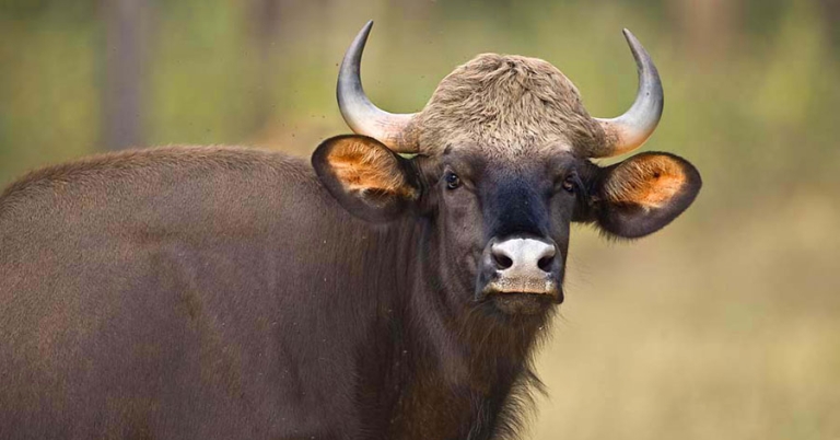 Head and upper body of a gaur, or Indian bison, in a natural area