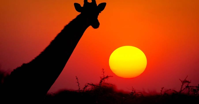 The silhouette of a giraffe head and neck with the sun setting in the background