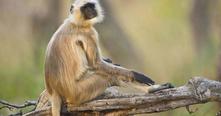 A langur monkey sits on a large tree branch, looking over its shoulder