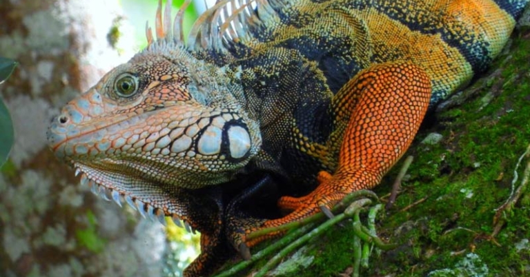 close up of an iguanas face on a tree